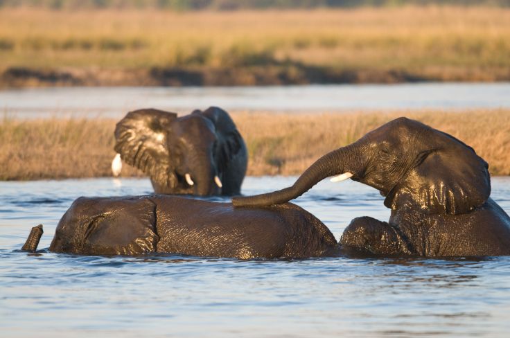quels animaux au botswana