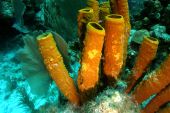 Plongée au Belize: à la découverte de la barrière de corail