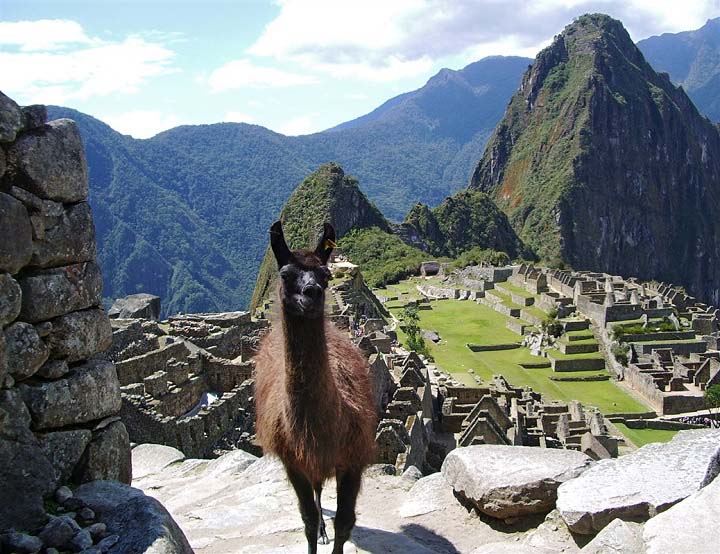 lama au Machu Picchu