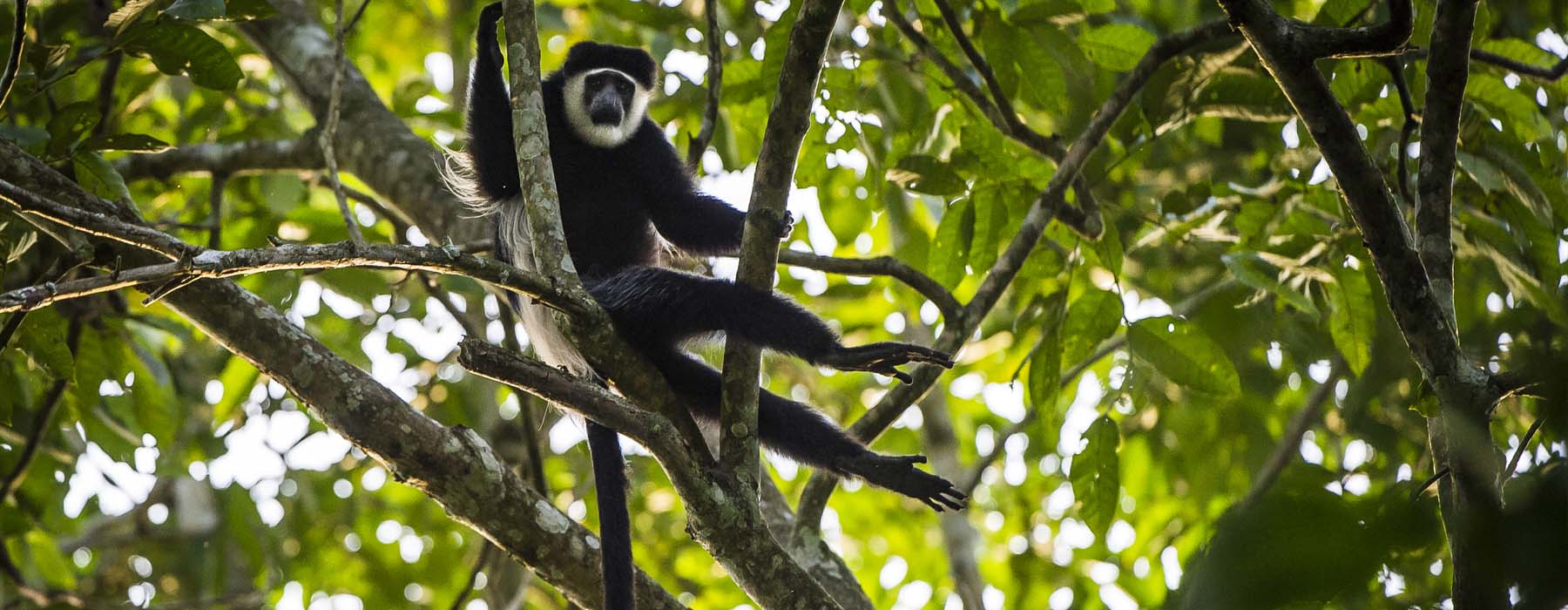 Voyage au Congo avec Voyageurs du Monde Voyage au Congo avec Voyageurs du Monde