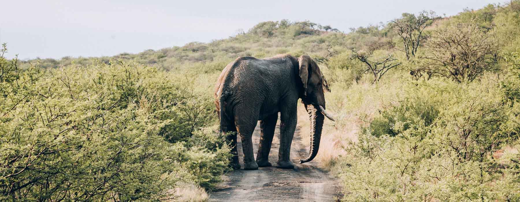 Voyage Elephant