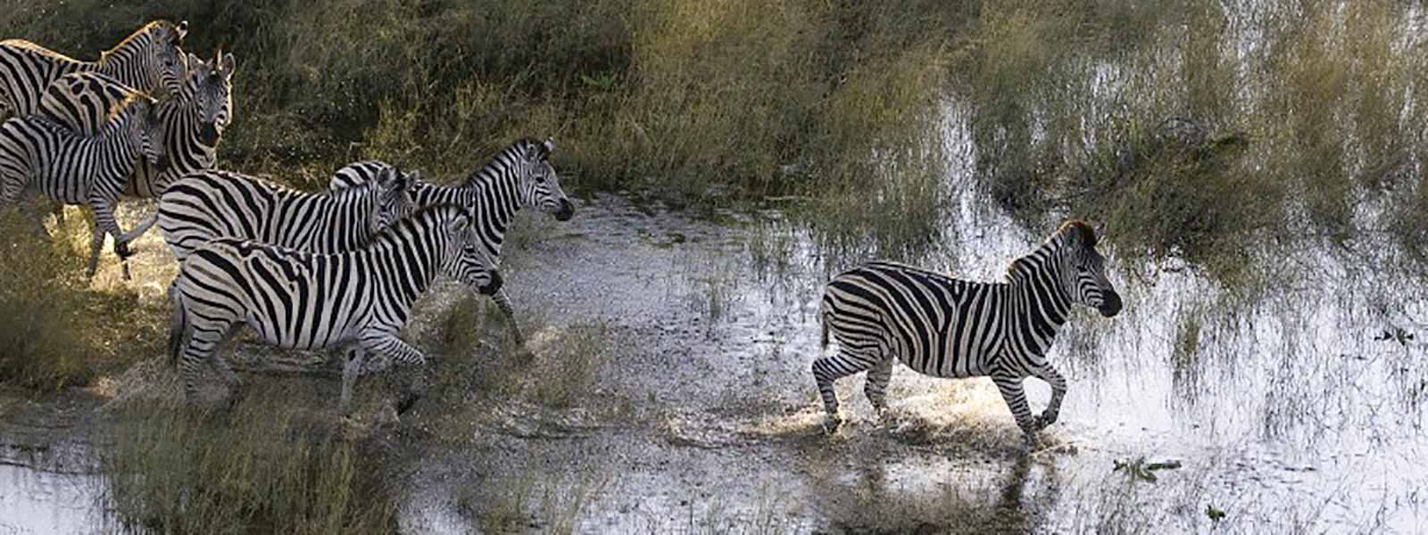 Voyage Safari Okavango