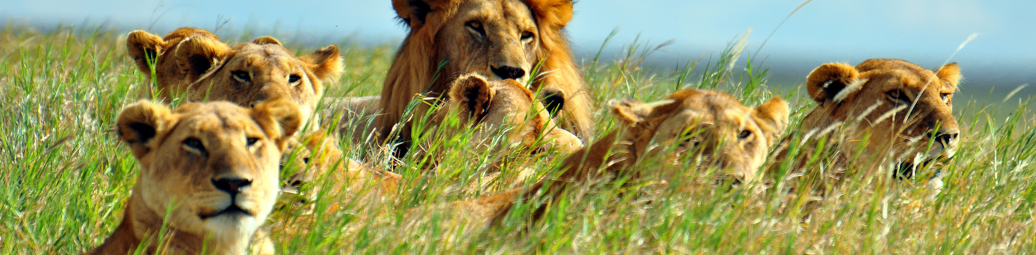 Voyage Safari Serengeti