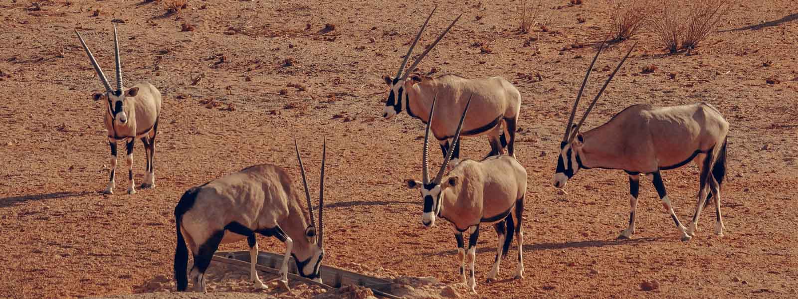 Voyage Désert du Kalahari