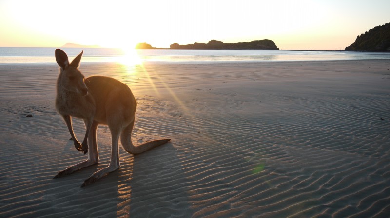 Voyage Kangaroo island