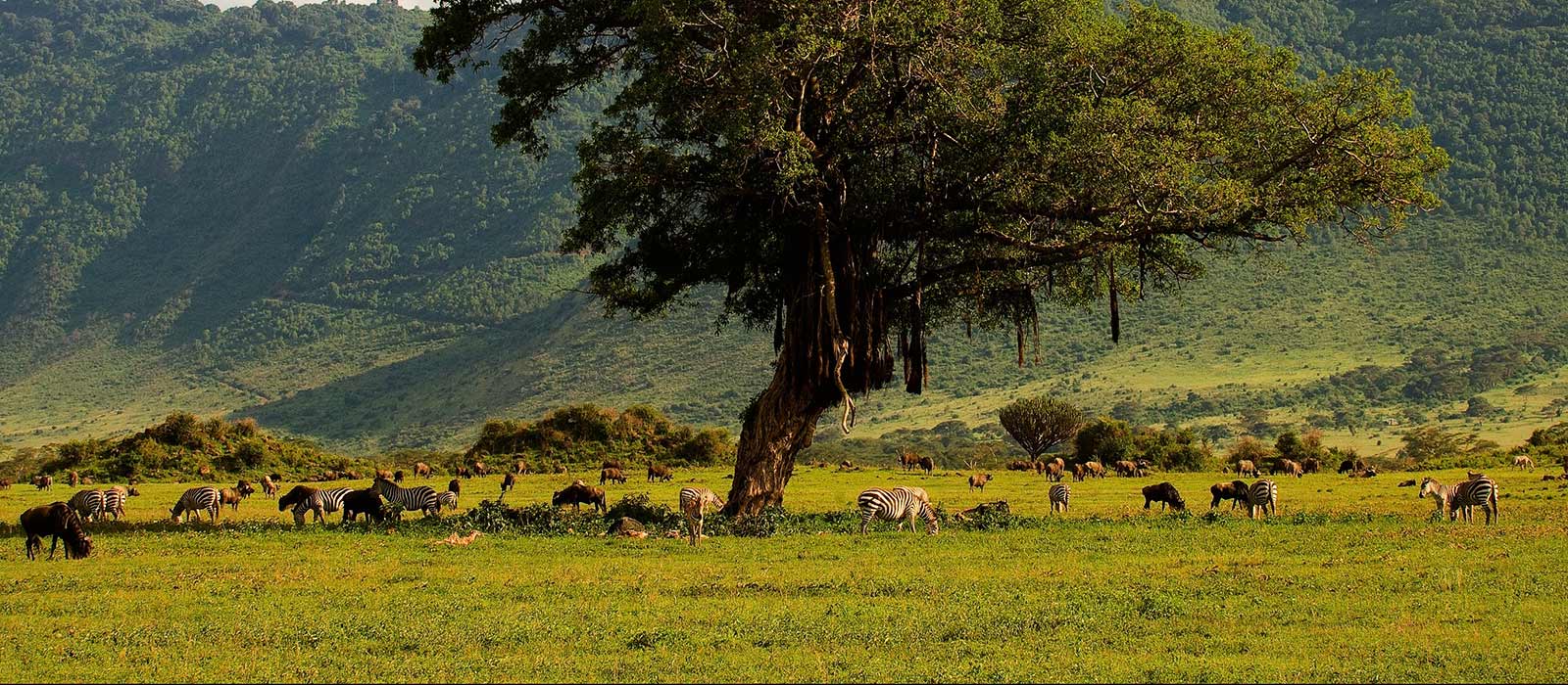 Voyage Cratère du Ngorongoro