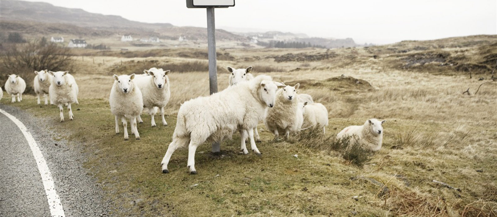 Voyage Road Trip Ecosse