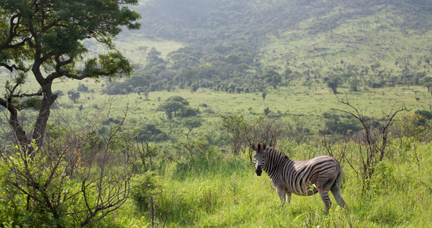 VOYAGE Réserve d'Hluhluwe Umfolozi