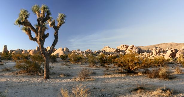 Voyage Joshua Tree