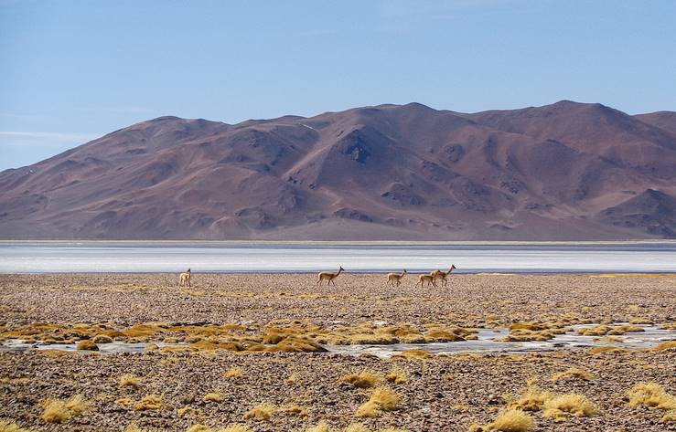 Hauts plateaux d'Atacama : ses lagunes et salines - Chili