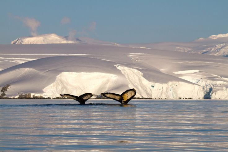 Antarctica XXI - Aéro-croisière en Antarctique