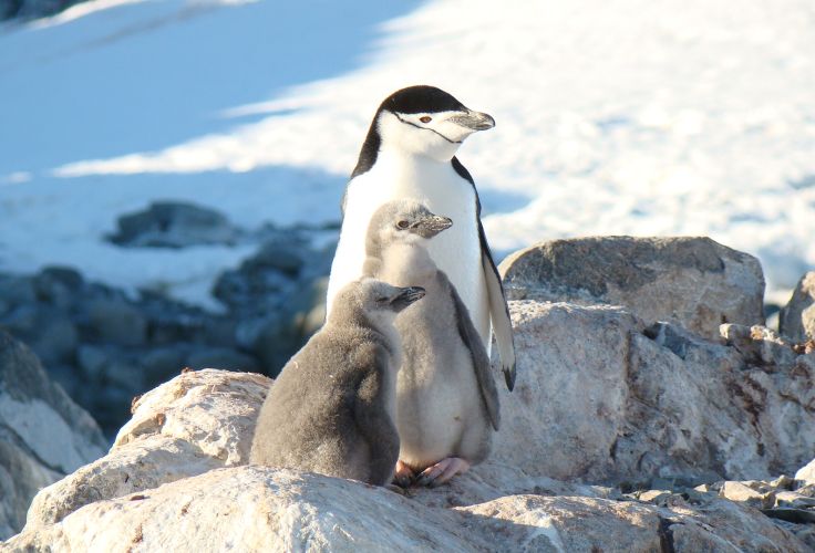 Antarctica XXI - Aéro-croisière en Antarctique