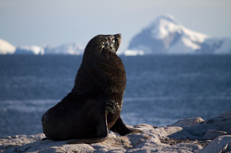 Antarctica XXI - Aéro-croisière en Antarctique