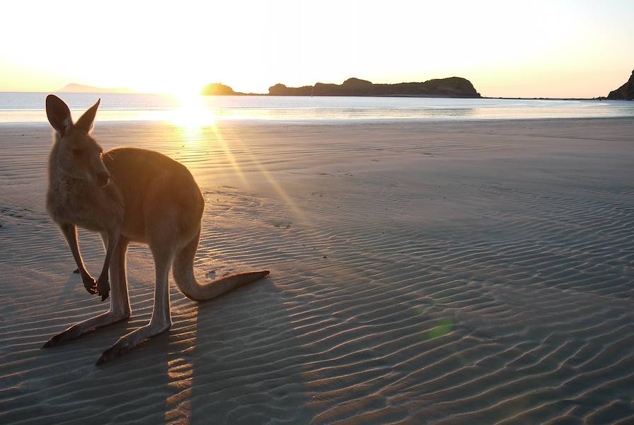 Kangaroo Island - Australie