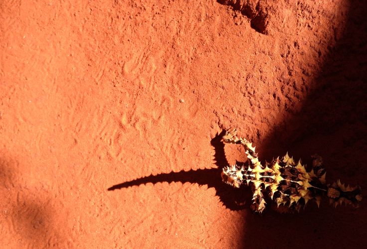 Alice Springs - Australie