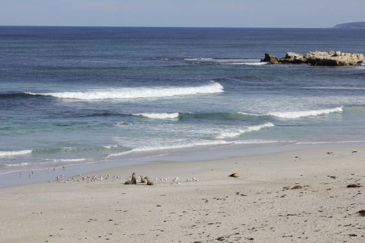 Kangaroo Island - Australie du Sud - Australie