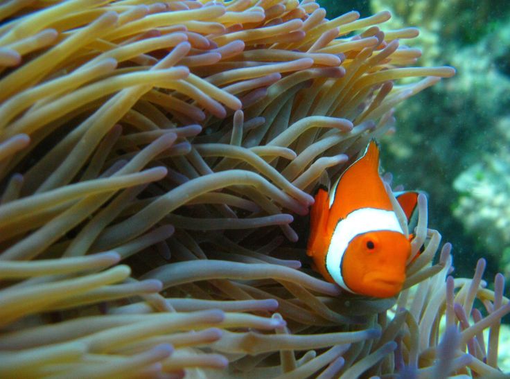 Grande barrière de corail - Australie