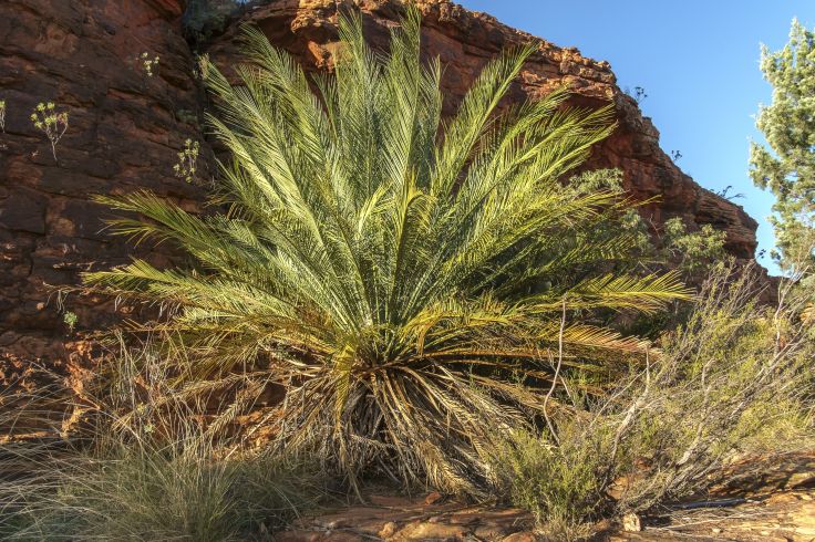 Kings Canyon - Australie