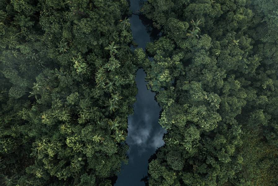 Forêt de Daintree - Queensland - Australie