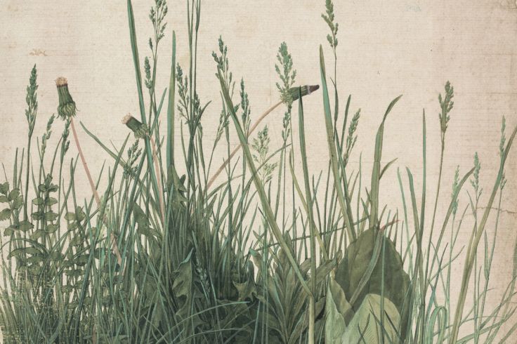 Albrecht Dürer - The Large Piece of Turf - 1503