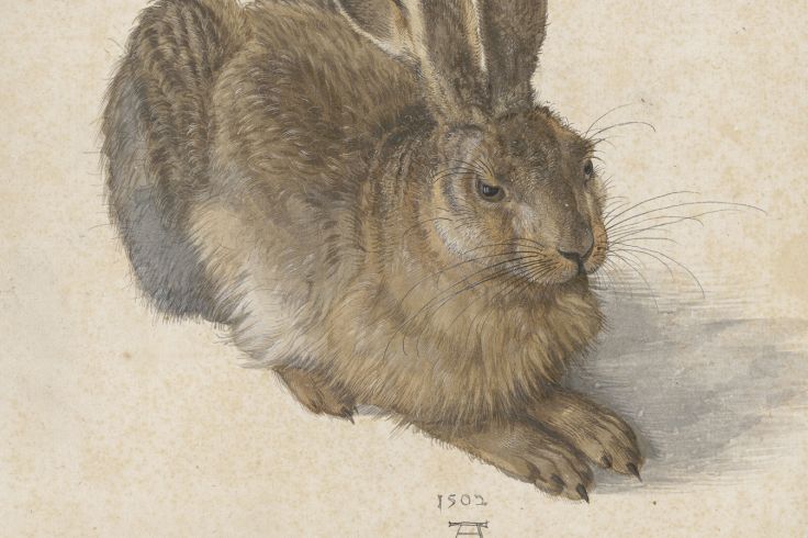 Albrecht Dürer - Hare - 1502