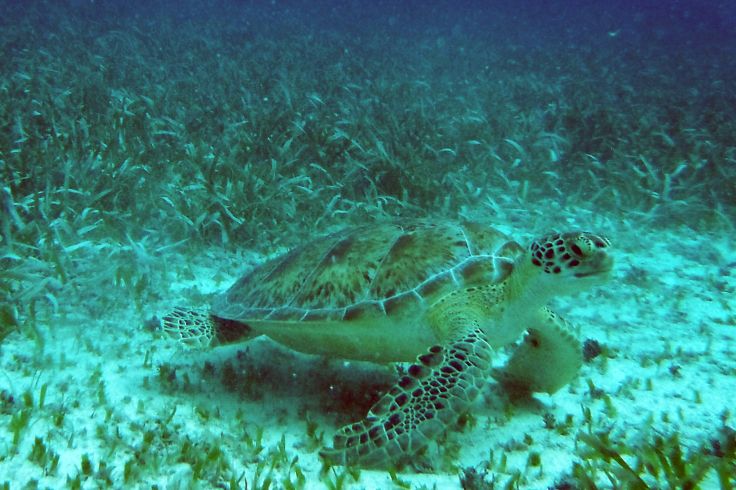 Little Frenchman's Caye - Belize