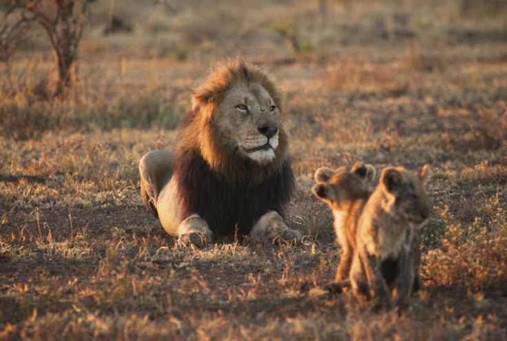 Parc Kruger - Afrique du Sud
