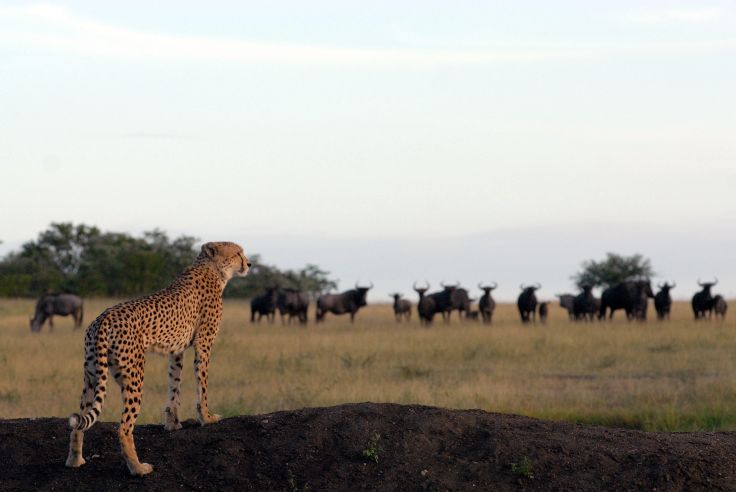 Elephant Plains Game Lodge - Réserve Privée de Sabi Sand - Afrique du Sud