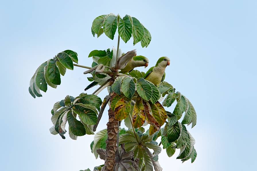 Pantanal - Brésil