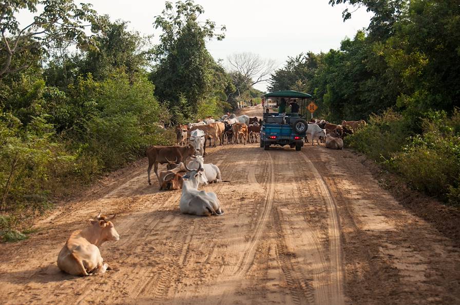 Pantanal - Brésil