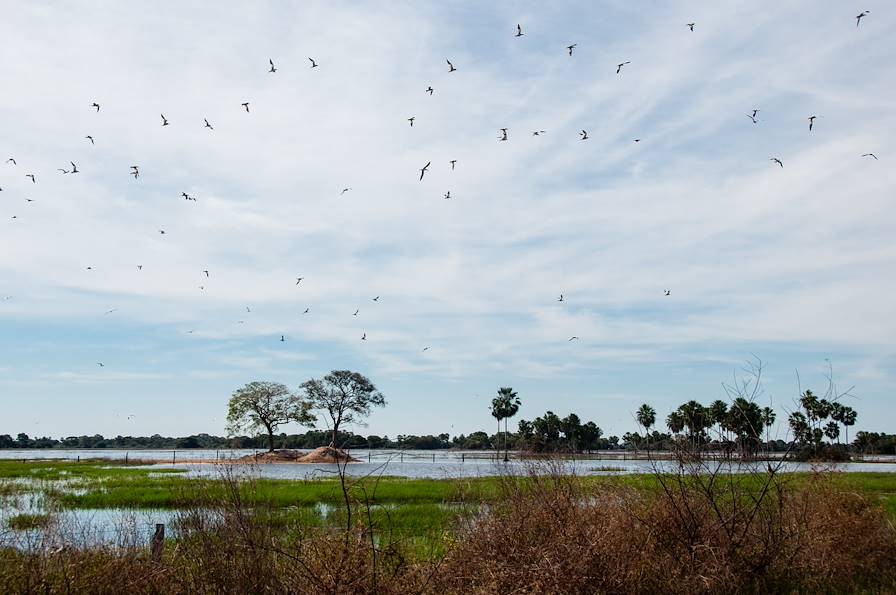 Pantanal - Brésil