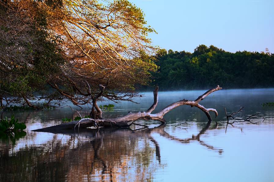 Pantanal - Brésil