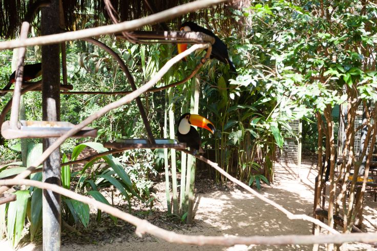 Tucan - Brésil