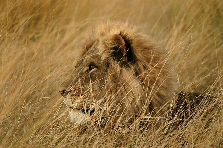 Réserve de Moremi - lion