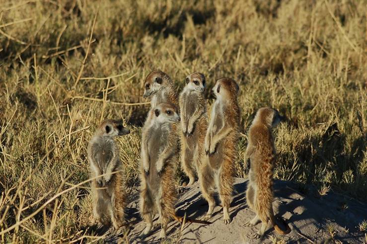 Parc de Makgadikgadi - Bostwana