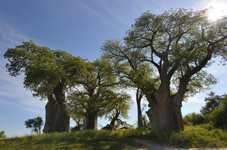 Okavango - Botswana