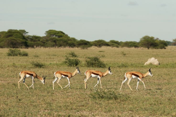 Nxai Pan National Park - Botswana