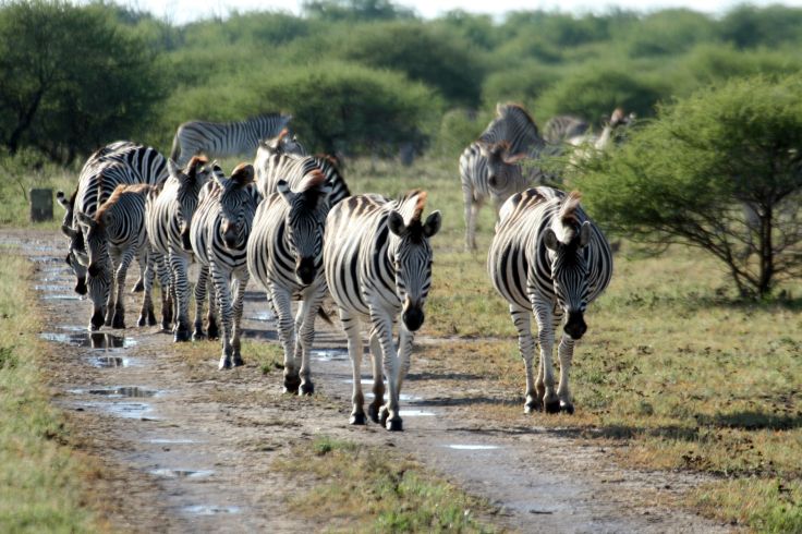 Nxai Pan National Park - Botswana