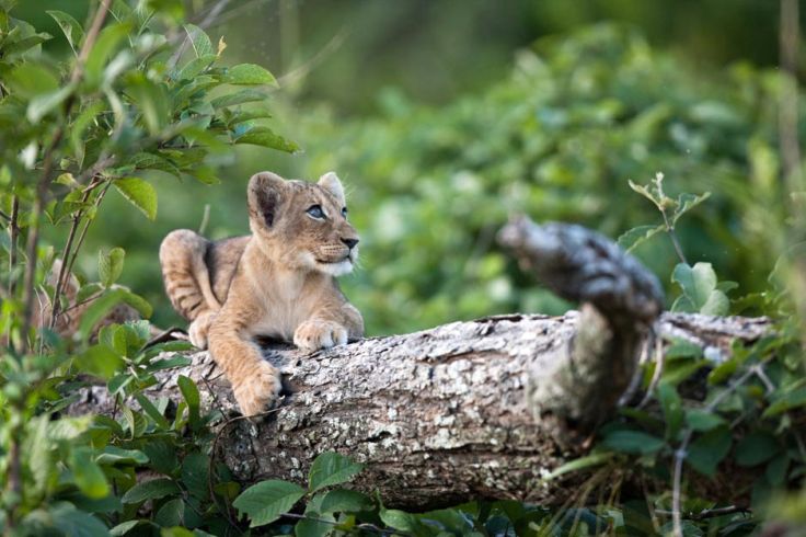 Little Vumbura - Delta de l'Okavango - Botswana