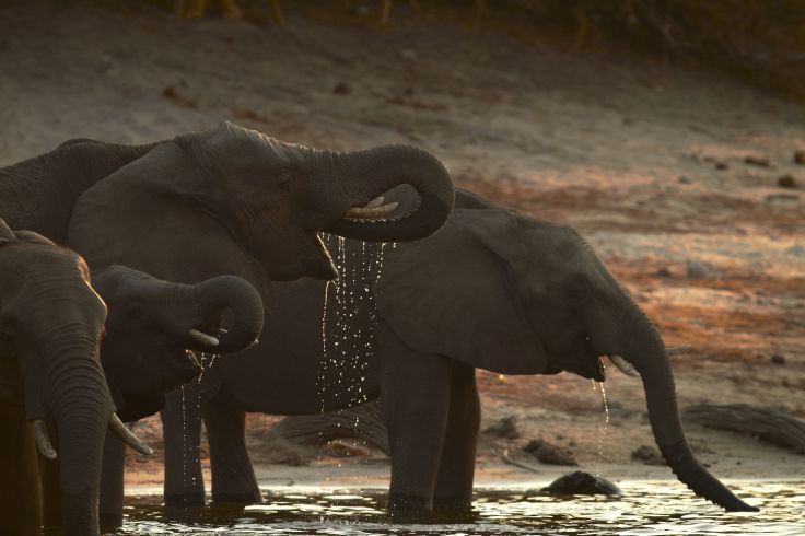 Parc national de Chobe - Botswana