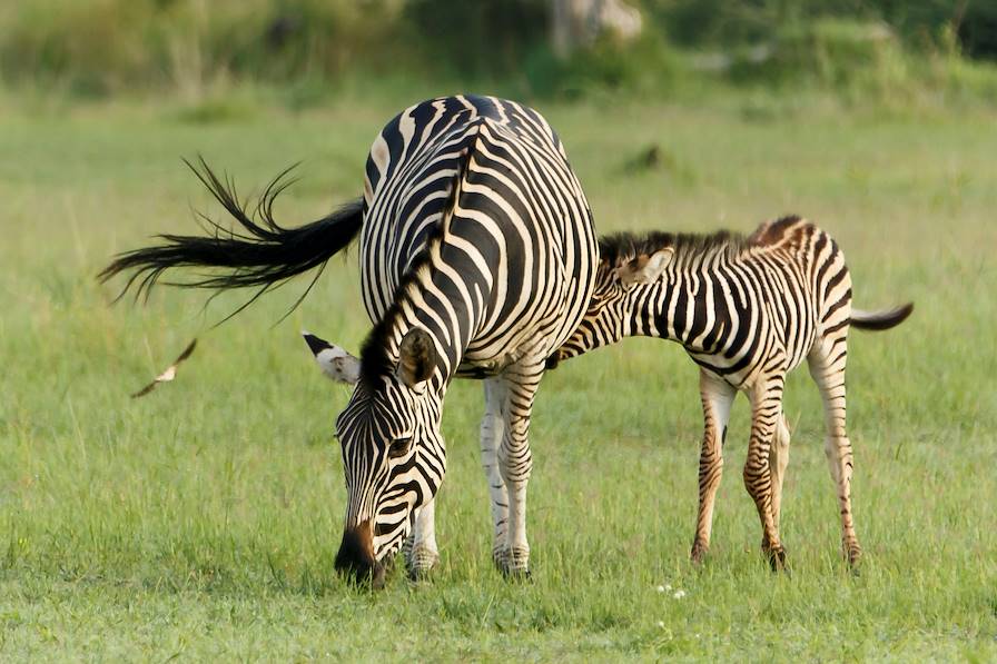 Maun - Botswana