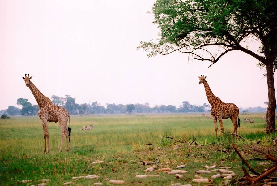 Delta du fleuve Okavango - Botswana