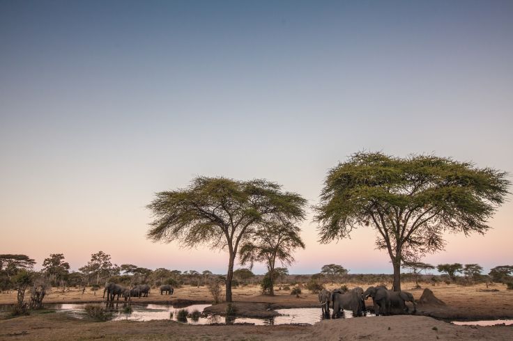 Parc national de Chobe - Botswana