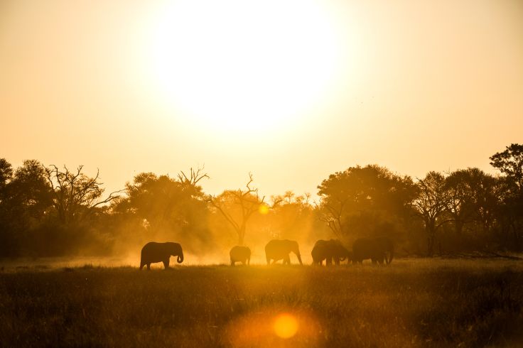 Machaba Camps - Khwai - Botswana