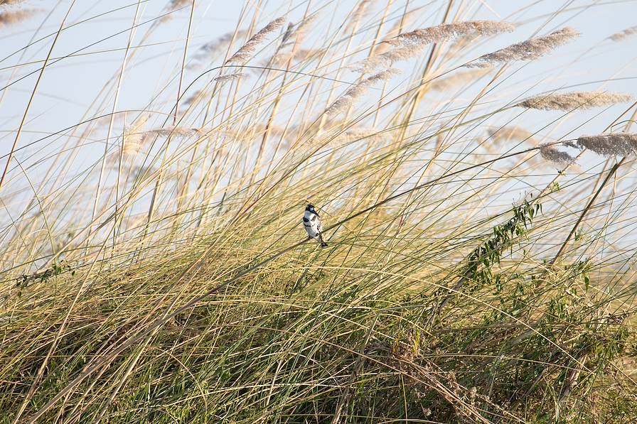 Delta du fleuve Okavango - Botswana