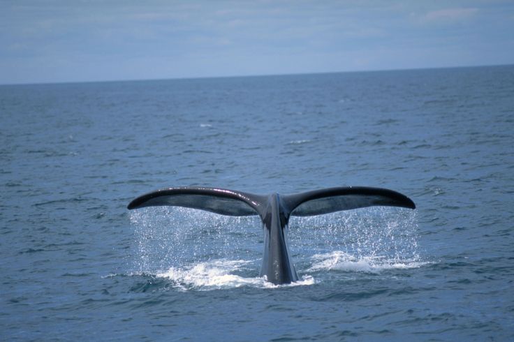 Nouveau-Brunswick - Canada