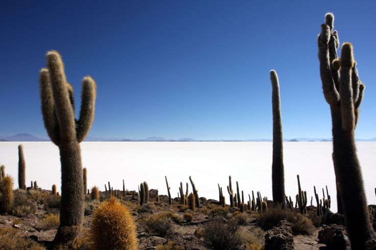 Incahuasi - Salar d'Uyuni - Bolivie