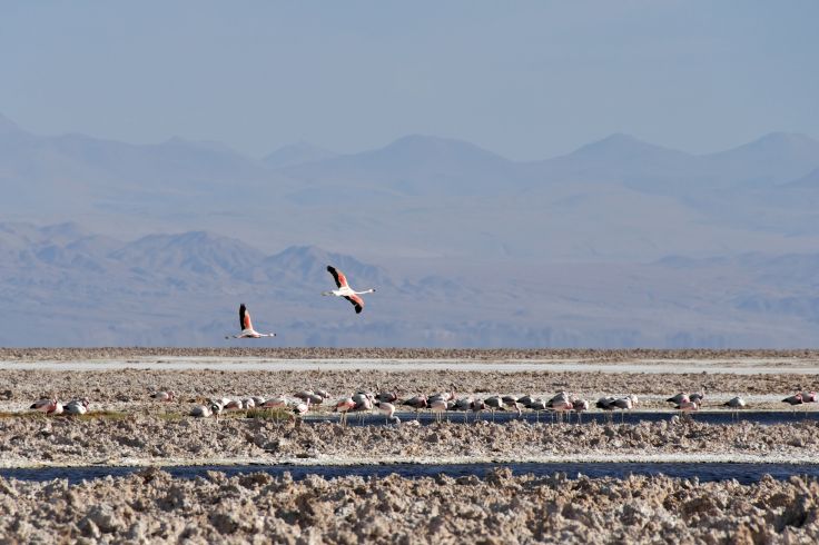 Désert d'Atacama - Chili