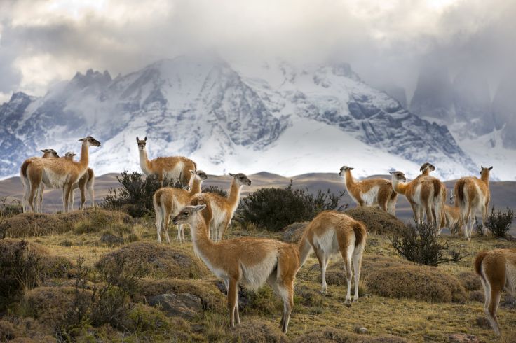 Parc national Torres del Paine - Patagonie - Chili