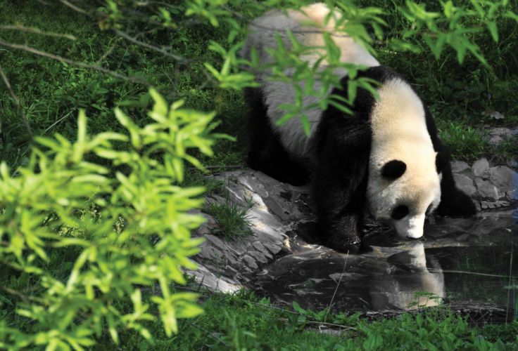 Chengdu - Chine
